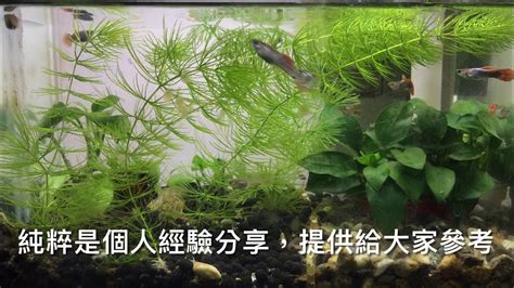 養魚先養水|新手養魚：新缸養水教戰手則